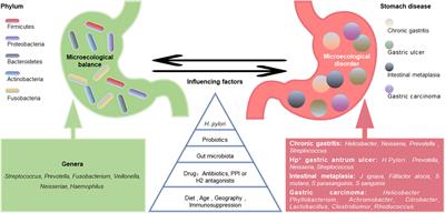 Gastric microbiota dysbiosis and Helicobacter pylori infection